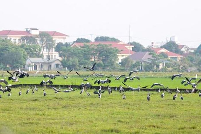 Đàn cò quý hiếm xuất hiện trên đồng ruộng Quảng Trị - Báo Người Lao Động