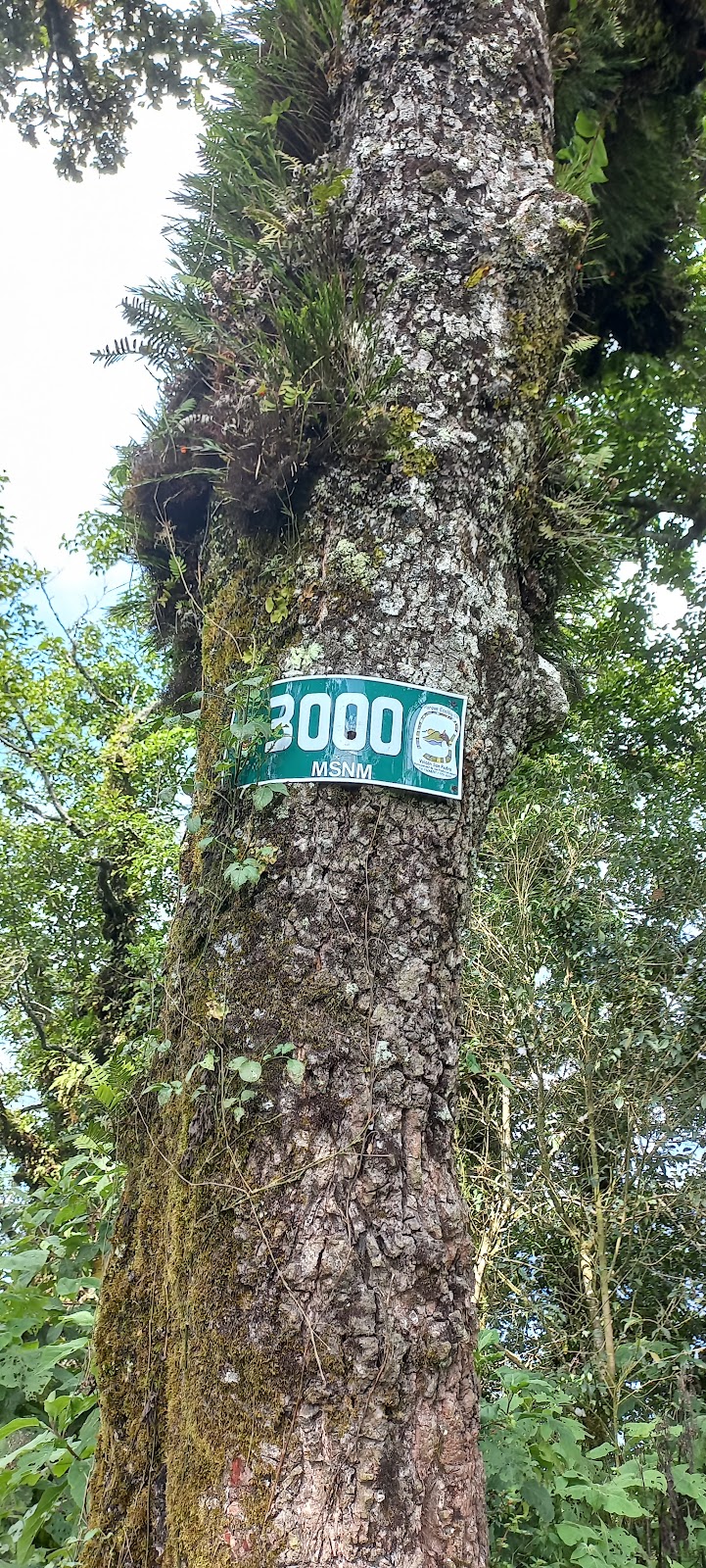 Sendero bosque
