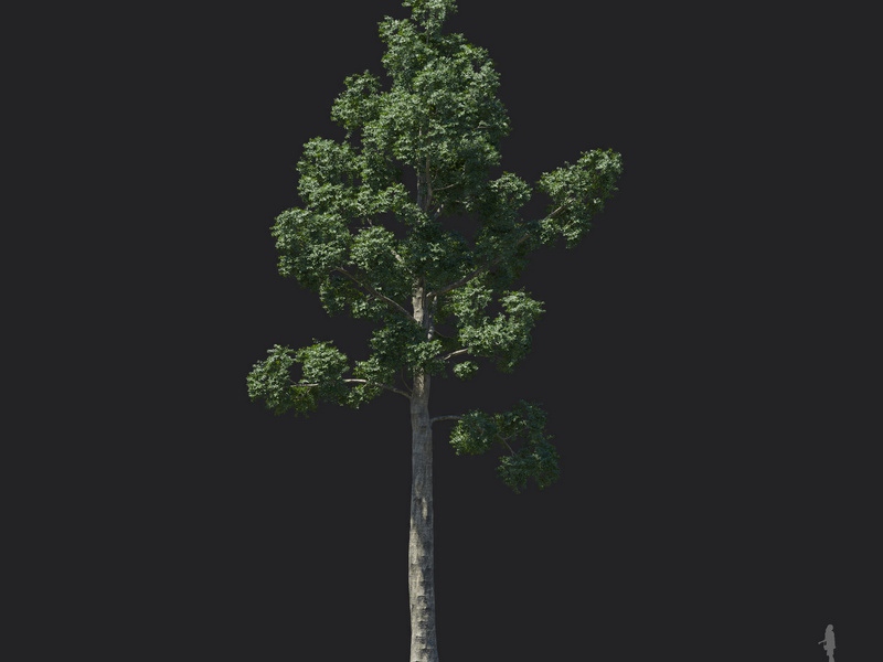 Maxtree - Plant Models Vol.121