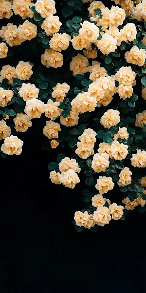 Yellow Roses, Floral Arrangement, Dark Background, Spring Blossom 2K iPhone Wallpaper Background