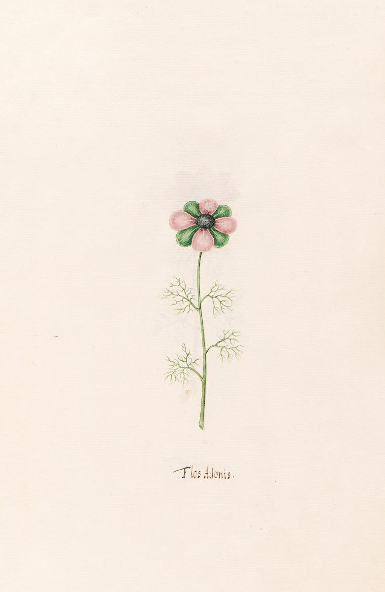 Flos Adonis 1692