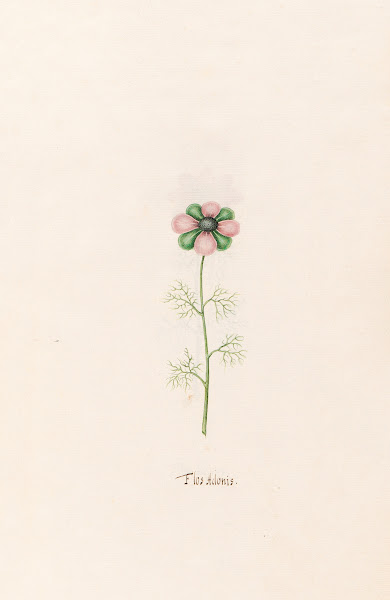 Flos Adonis 1692