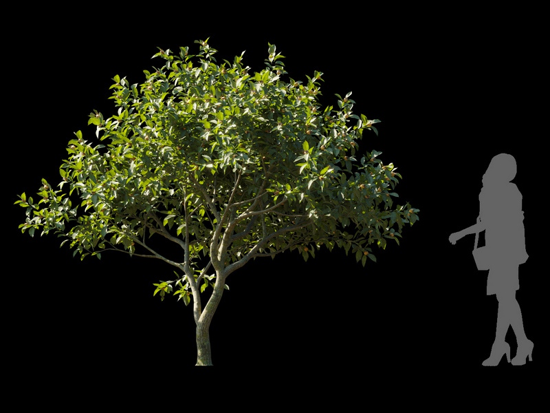 Maxtree - Plant Models Vol.120
