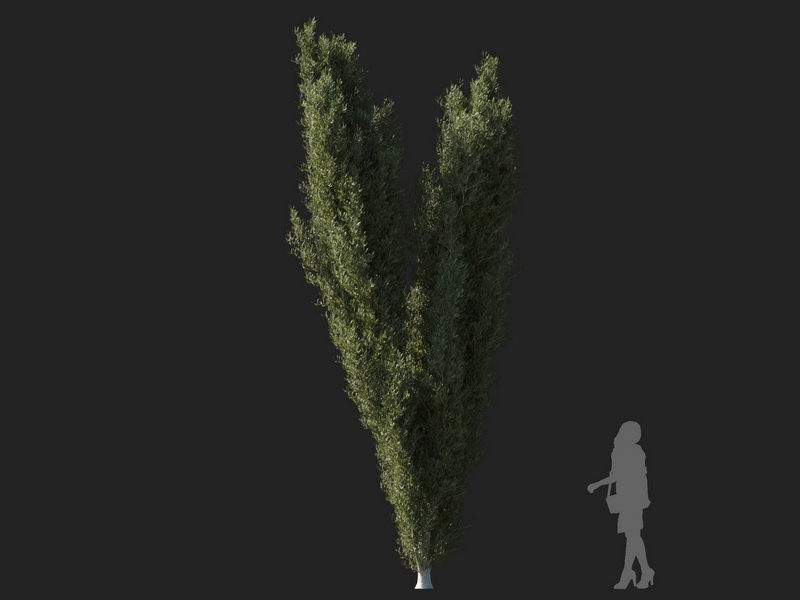 Maxtree - Plant Models Vol.127