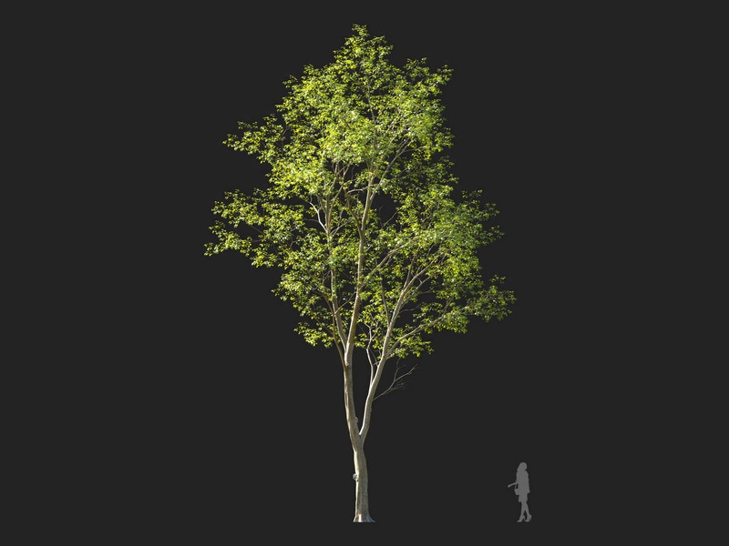 Maxtree - Plant Models Vol.114