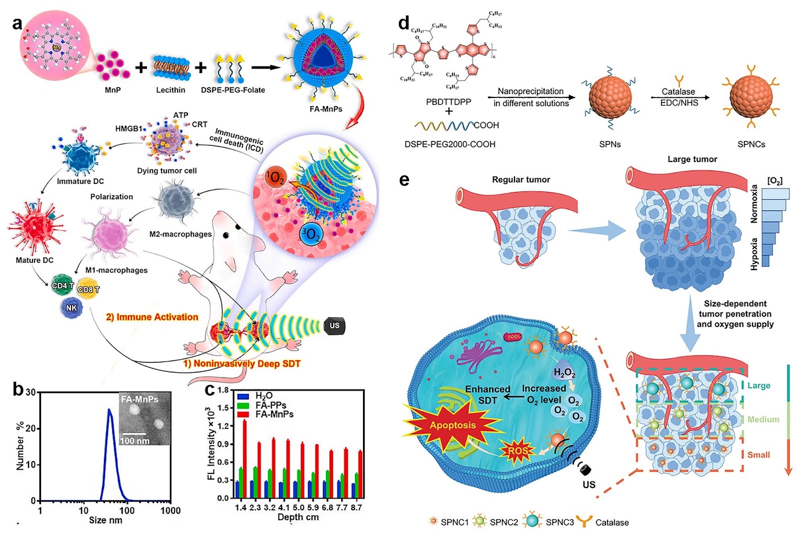 Nanomaterials Enhanced Sonodynamic Therapy for Multiple Tumor Treatment