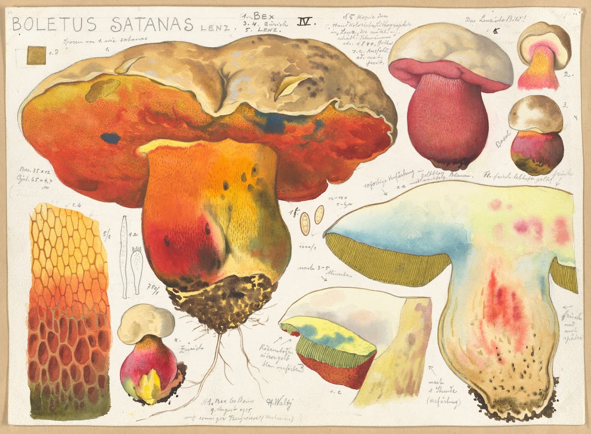Boletus satanas Lenz 1915 1945