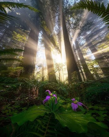 Sunshine Forest Picture