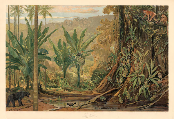 From Borneo 1920