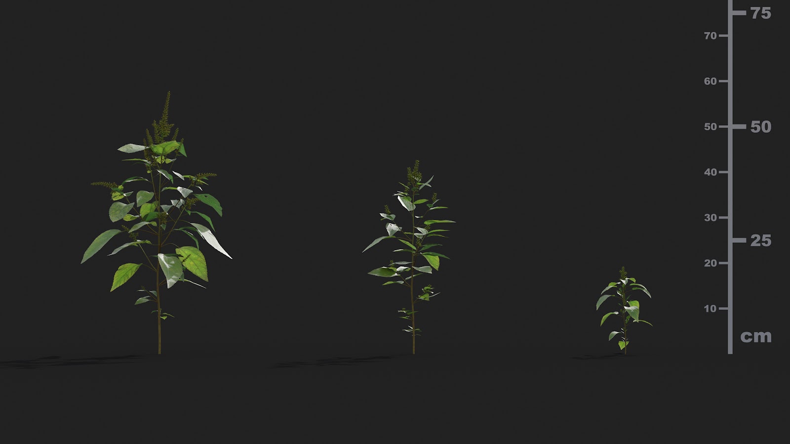 Maxtree - Plant Models Vol.21
