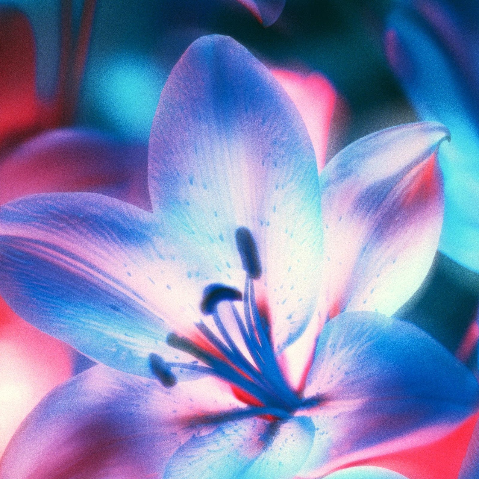 Download Vibrant Blue Lily In Neon Light 4K iPhone