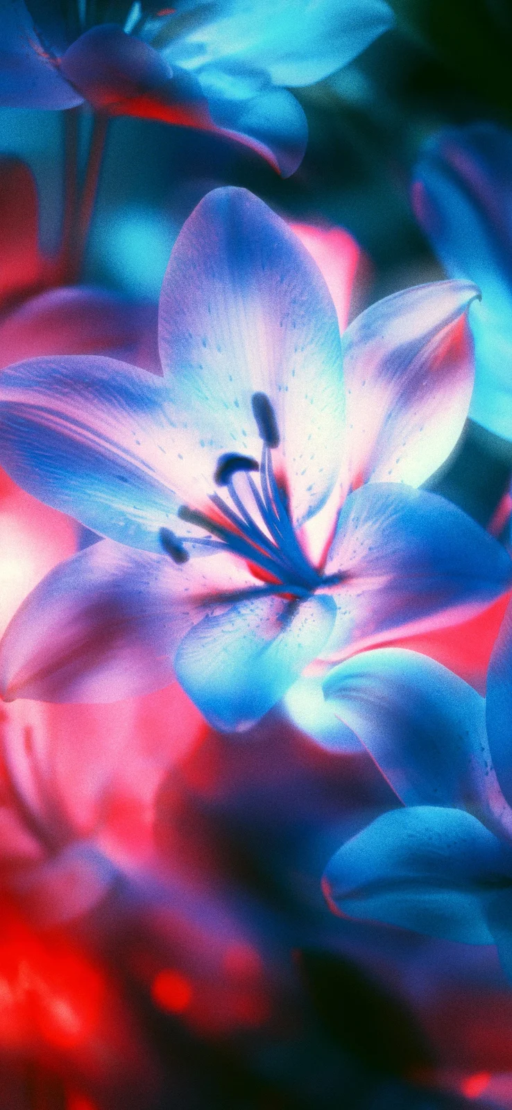 Vibrant Blue Lily In Neon Light - Neon Macro Photography 4K iPhone Wallpaper (2215x4799)