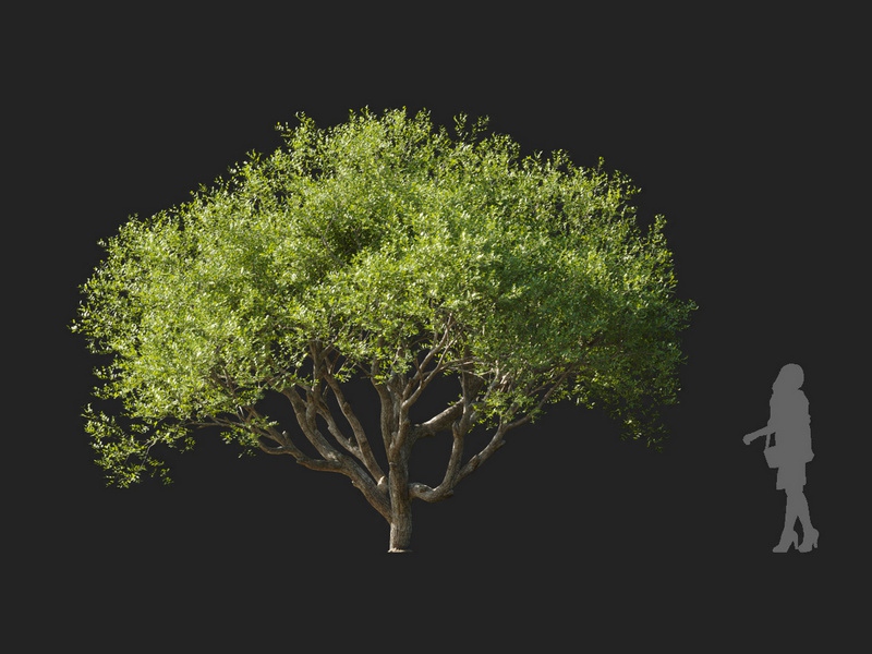 Maxtree - Plant Models Vol.127