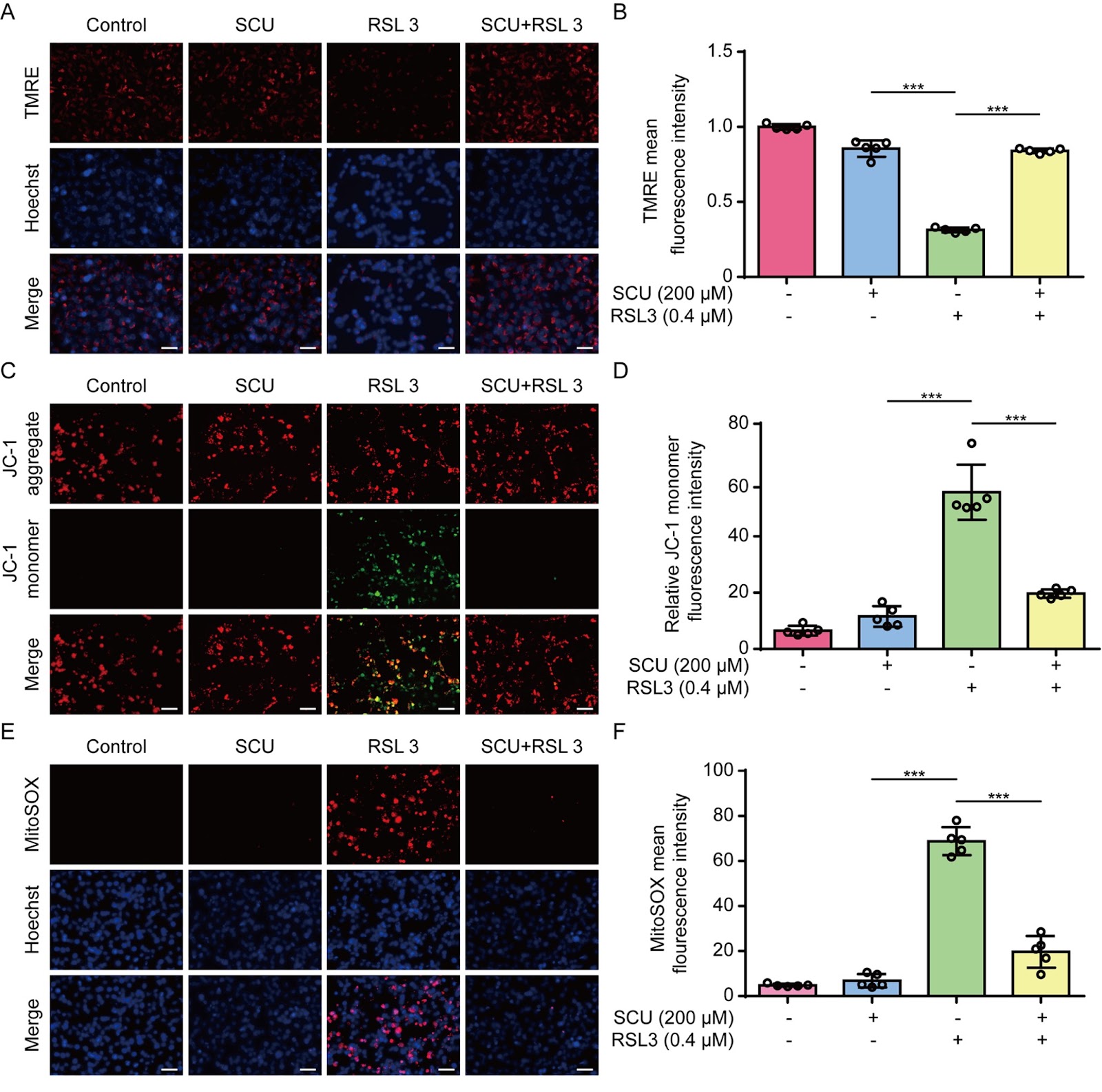Scutellarin inhibits ferroptosis by promoting cellular antioxidant capacity through regulating Nrf2 signaling