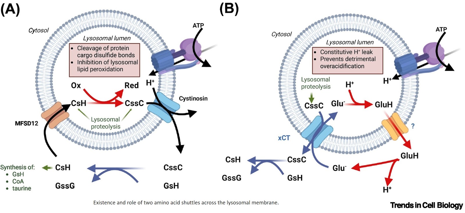 Roles of lysosomal small-molecule transporters in metabolism and signaling