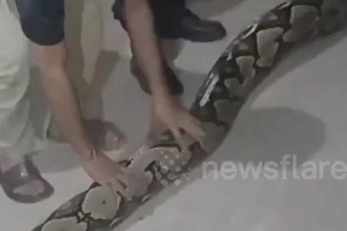 Kinh hoàng phát hiện trăn gấm dài 8m, nặng 100kg ẩn nấp trên mái nhà kho - Tạp chí Doanh Nghiệp Việt Nam