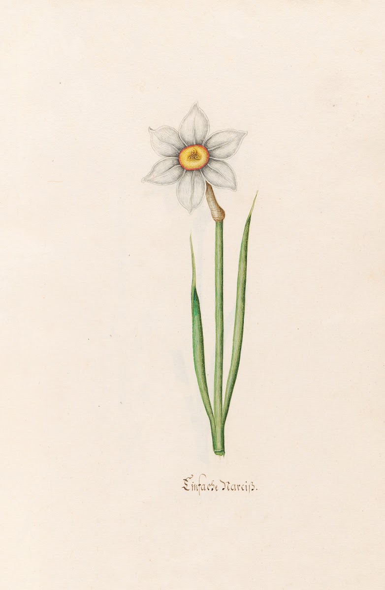 Einfache Narciss 1692