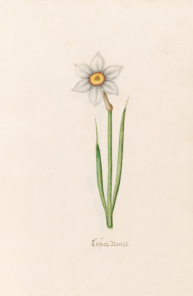 Einfache Narciss 1692