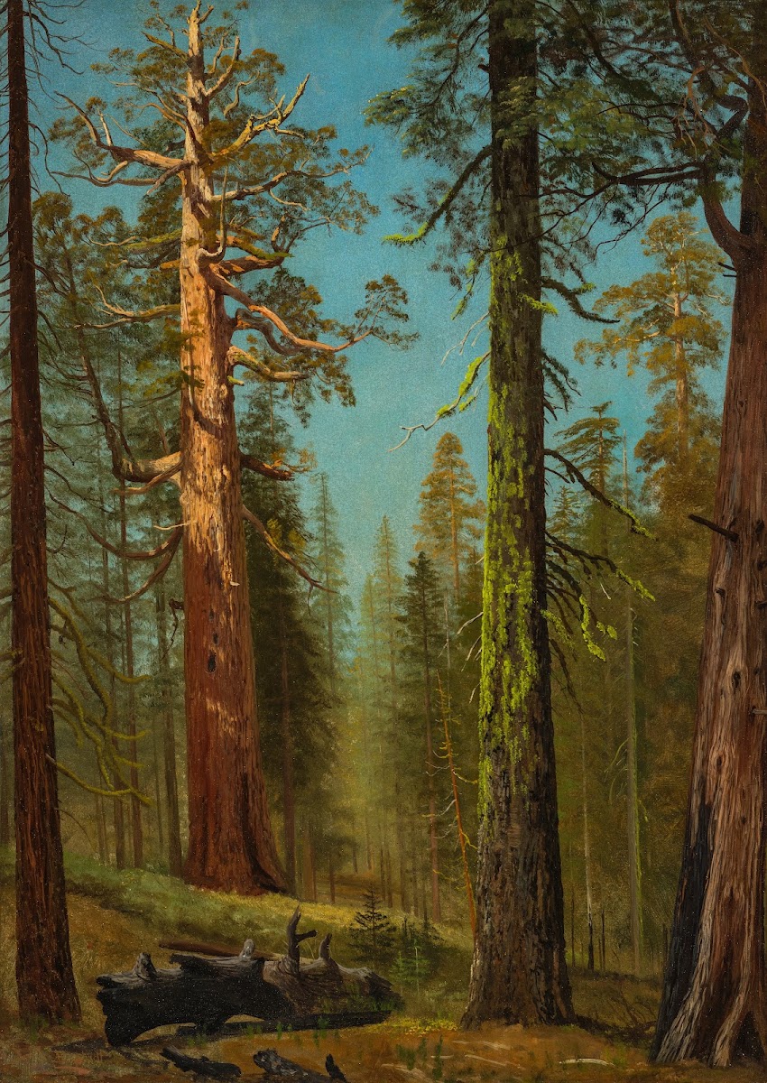 The Grizzly Giant Sequoia Mariposa Grove California circa 1872 1873