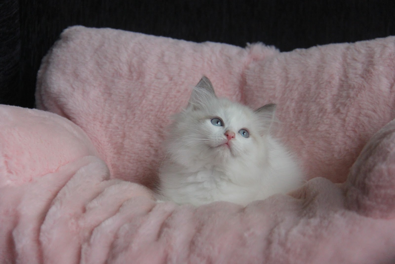 11/7出生 優質布偶貓梵色弟弟