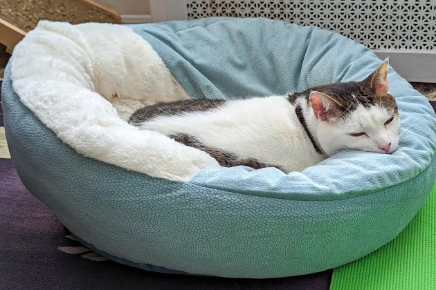 Eine Katze schläft im Cozy Cuddler Covered Cat & Dog Bed von Best Friends by Sheri