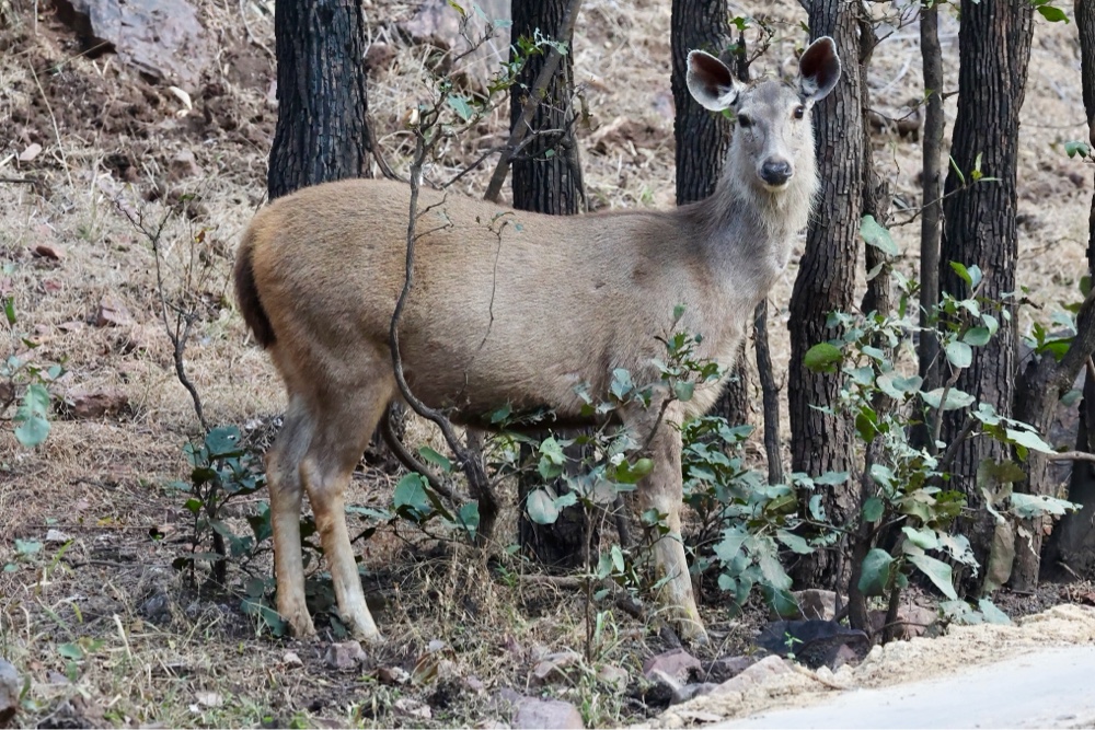 Sambar deer