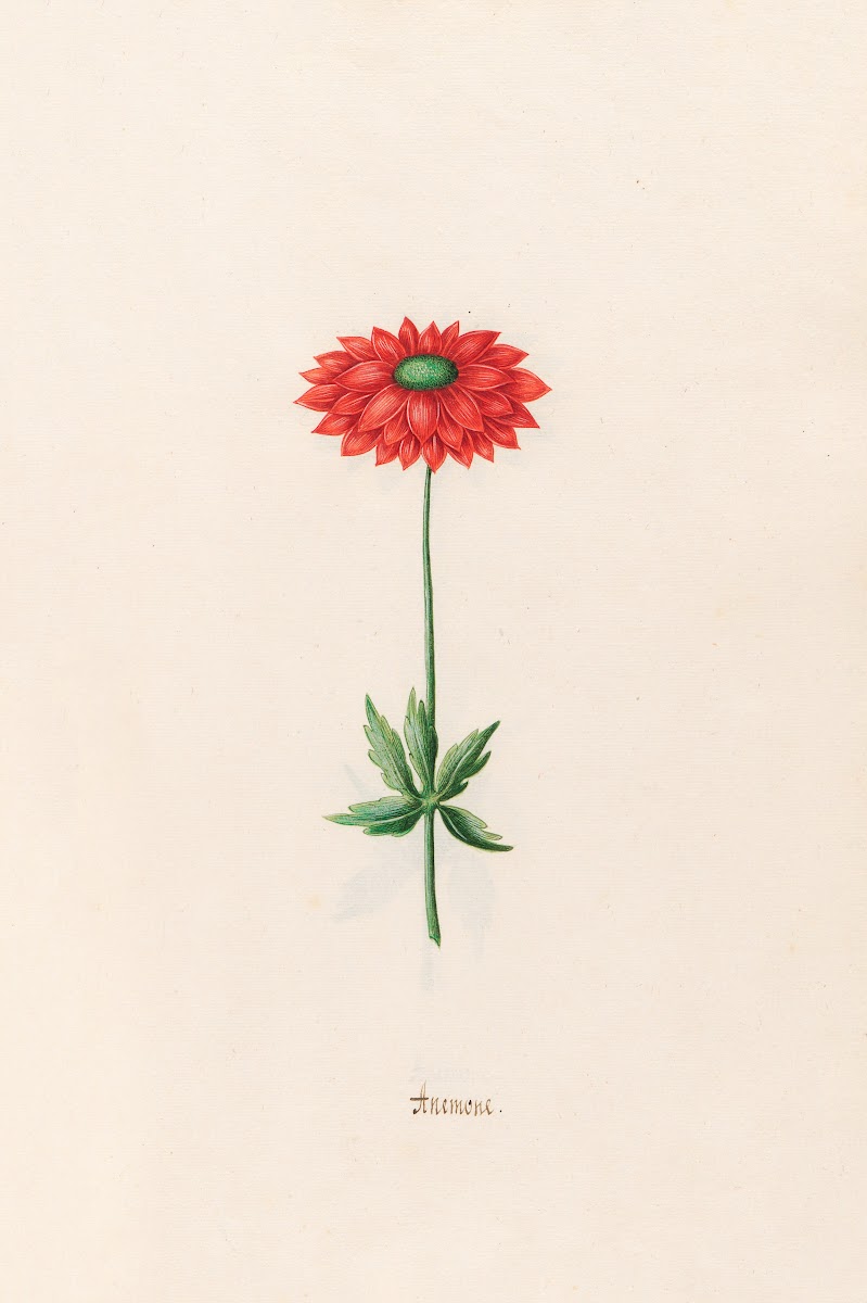 Anemone 1692