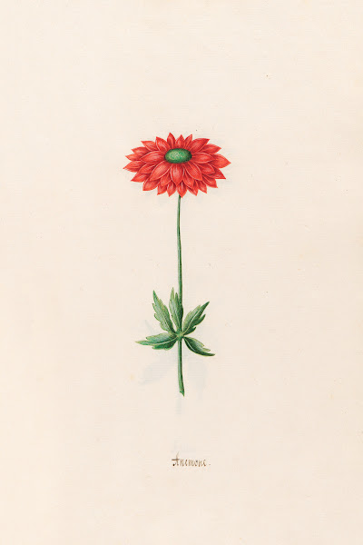 Anemone 1692