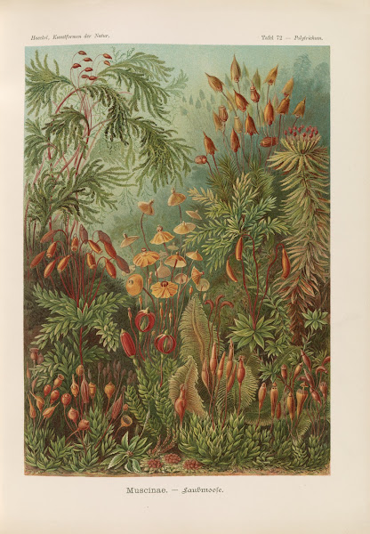 Muscinae  Laubmoose 1904