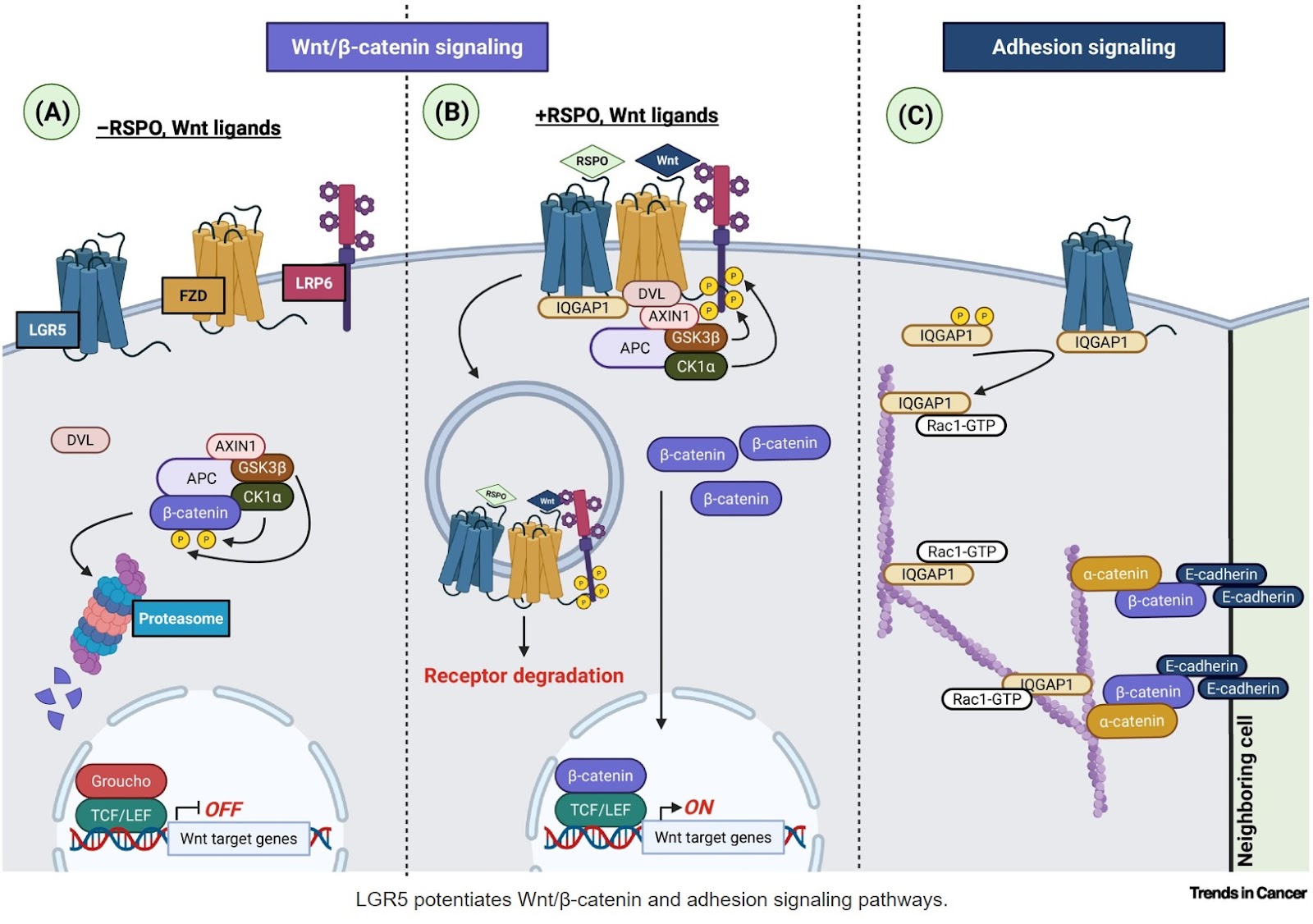 LGR5: from stem cell marker to therapeutic target
