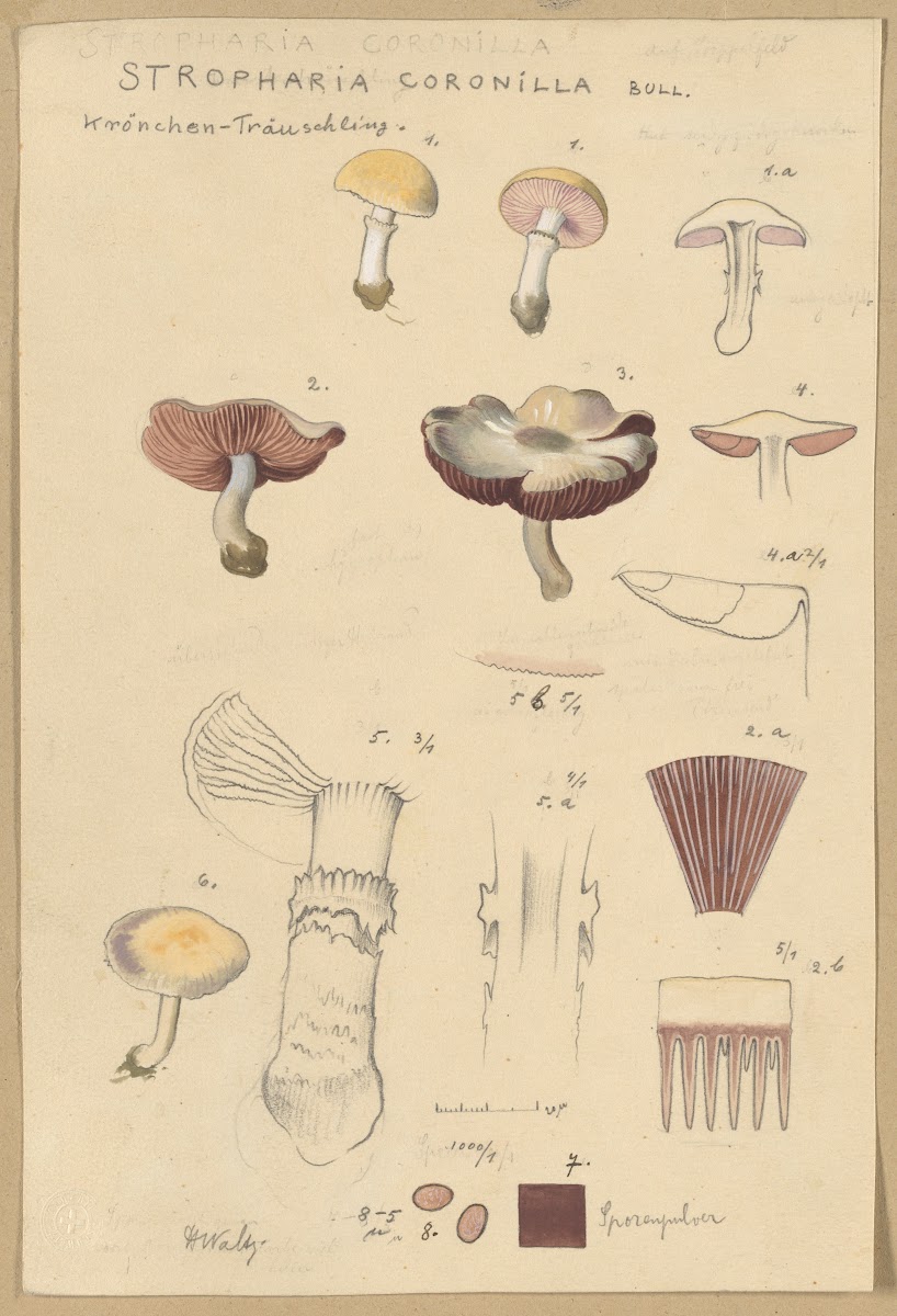 Stropharia coronilla Bull 1915 1945