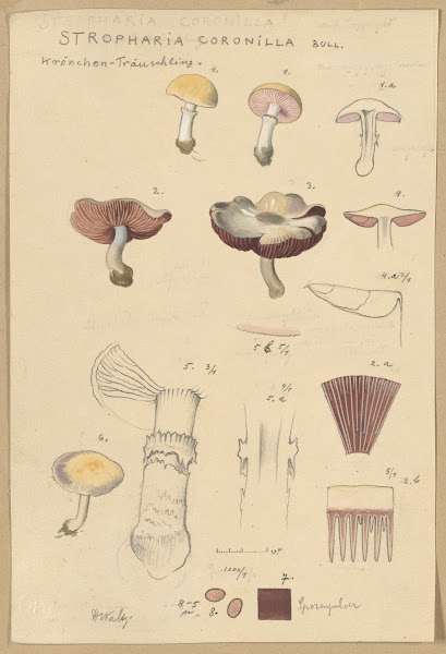 Stropharia coronilla Bull 1915 1945