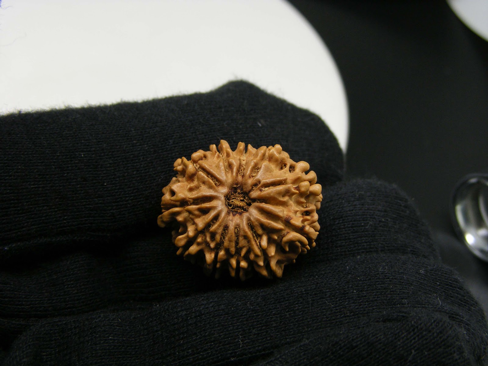 Natural 11 Mukhi Rudraksha 