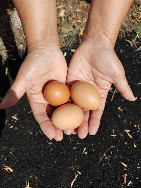 Comprar huevos orgánico