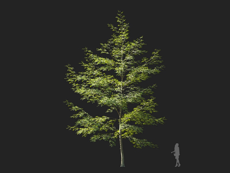 Maxtree - Plant Models Vol.114