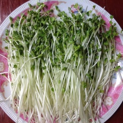 Cuối cùng, rau mầm sau khi rửa sạch, để ráo nước. Cho rau vào thau, đổ trứng vào, thêm giấm, ớt bột, đường, 1/2 muỗng cà phê muối vào trộn đều. Rắc thêm mè trắng cho thơm nữa là xong rồi đấy.