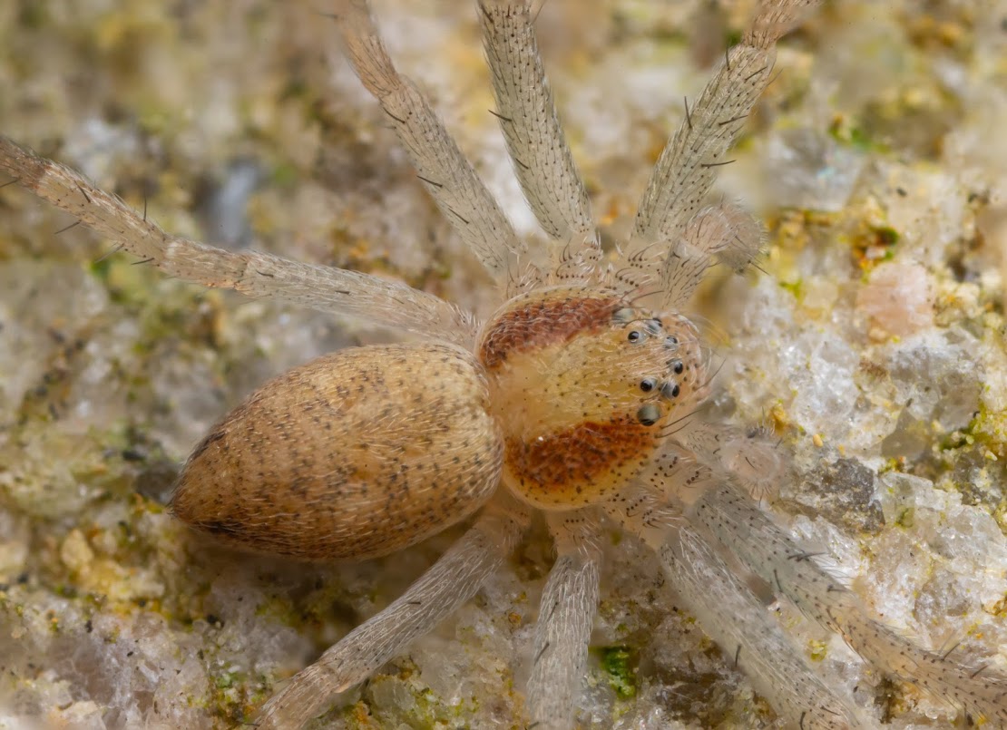 Philodromus albidus