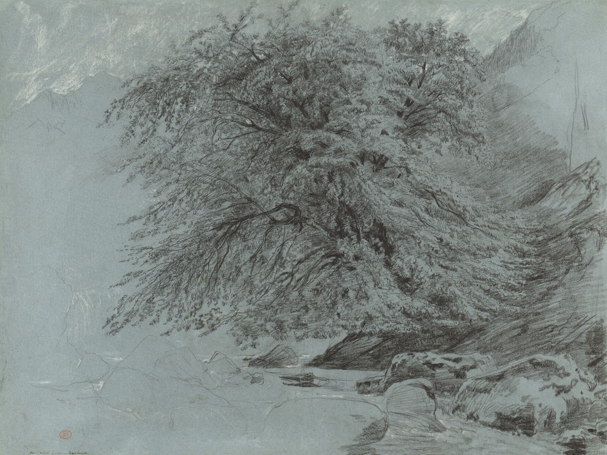 A Wild Beech in Full Leaf 1858