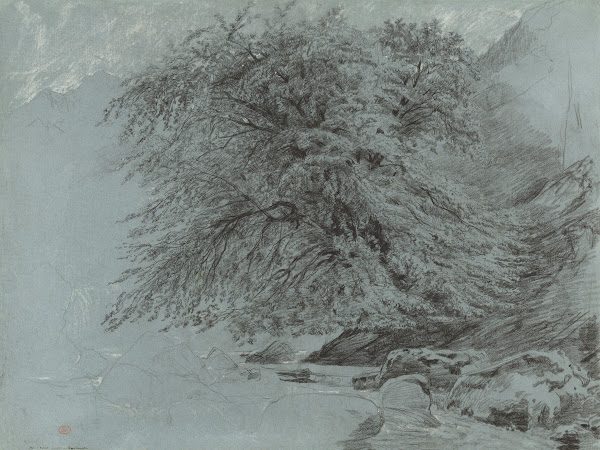 A Wild Beech in Full Leaf 1858