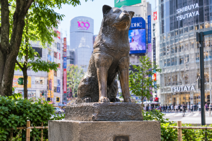 TC- 3835.1- Japan Winter Wonders – Tokyo & Fuji day 4 in Tokyo