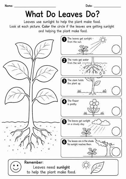 What Do Leaves Do?