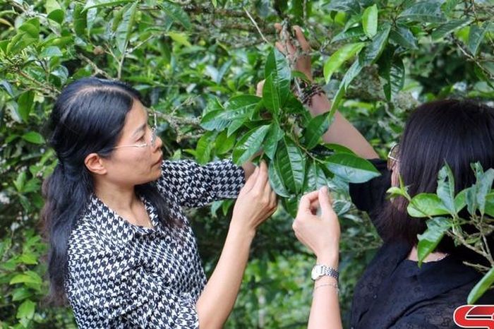 Ngát hương chè Tà Xùa - Báo Sơn La