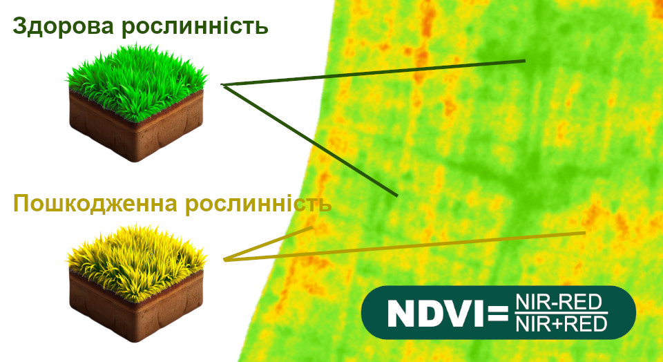 Seeing the invisible: How NDVI helps prevent crop loss