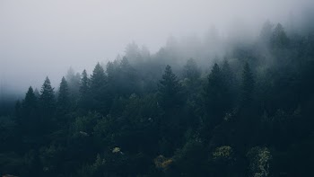 Foggy Pine Forest Wallpaper