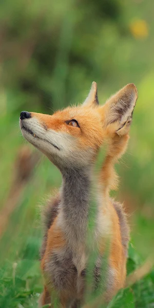 Fox, Wildlife, Animal, Nature Full HD iPhone Wallpaper Background