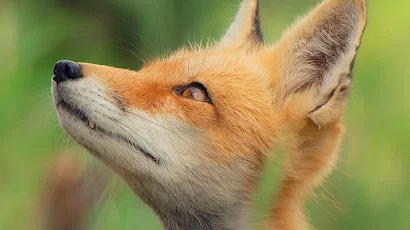 Cute Fox Full HD iPhone Wallpaper Background