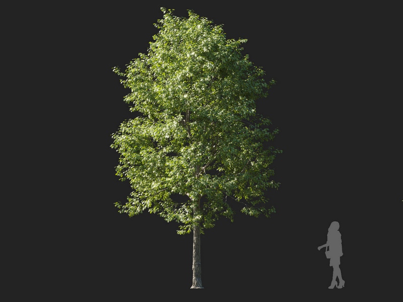 Maxtree - Plant Models Vol.127