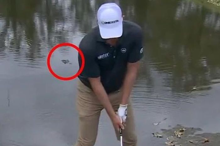 Đứng ở mép nước nước đánh bóng, tay golf bị cá sấu theo dõi phía sau - Tạp chí Doanh Nghiệp Việt Nam