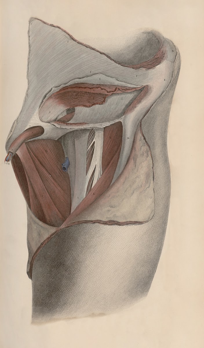 A system of anatomical plates of the human body Pl039 1840