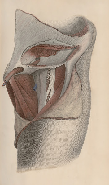 A system of anatomical plates of the human body Pl039 1840